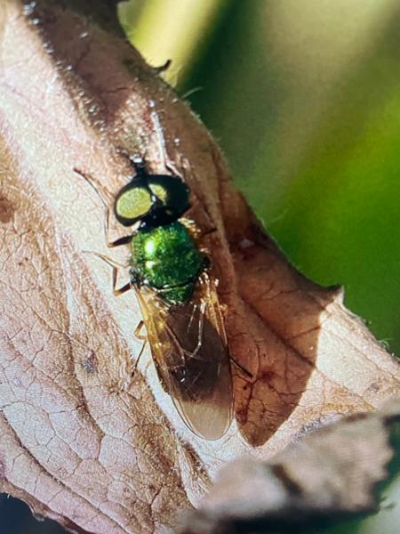 Prachtwapenvlieg (Chloromyia formosa)